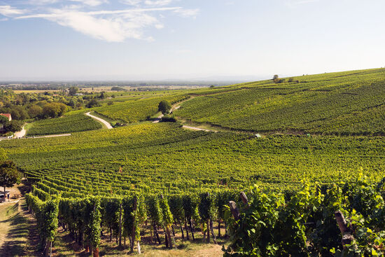 Vineyards at Hunawihr in Alsace, France (photo © hidden europe).